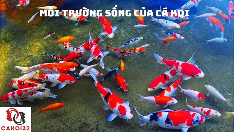 môi trường sống của cá koi