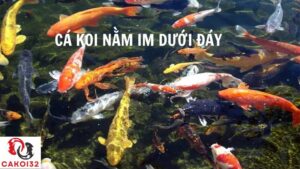 cá koi nằm im dưới đáy