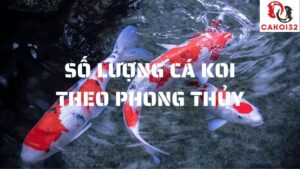 số lượng cá koi theo phong thủy