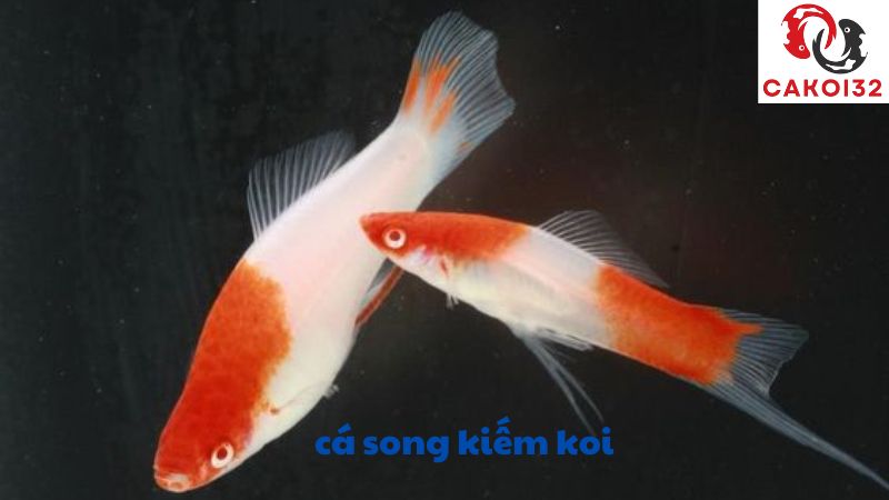 cá song kiếm koi