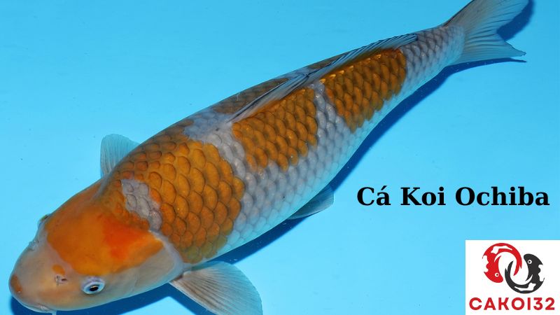 cá koi ochiba