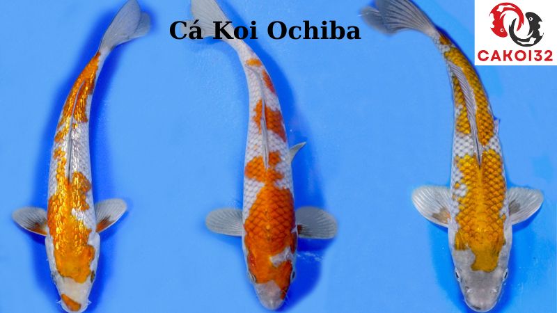 cá koi ochiba