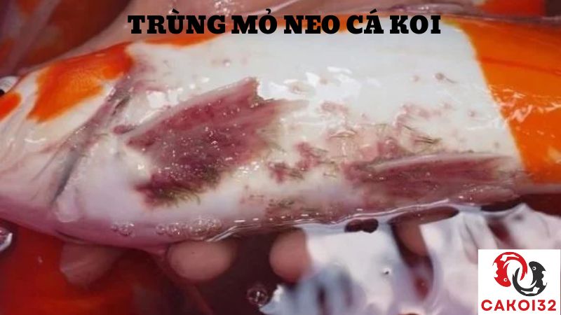 trùng mỏ neo cá koi