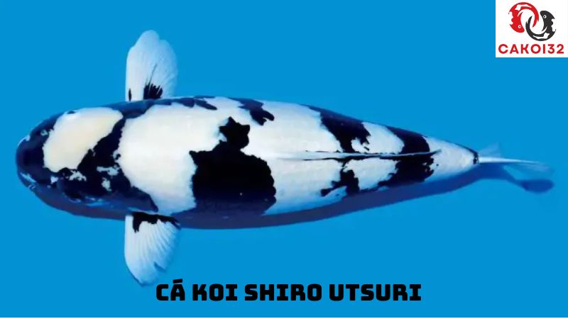 cá koi shiro utsuri