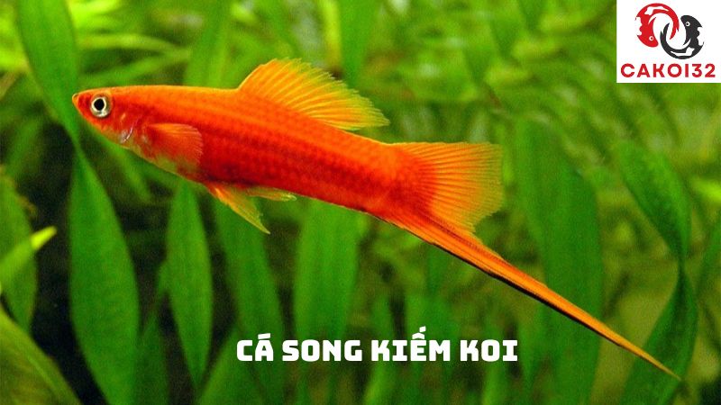 cá song kiếm koi