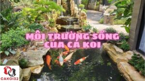 môi trường sống của cá koi