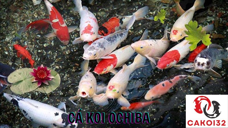 cá koi ochiba