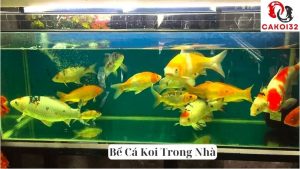 Bể Cá Koi Trong Nhà