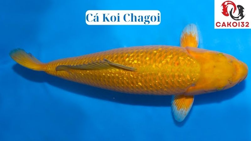 Cá Koi Chagoi