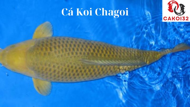 Cá Koi Chagoi