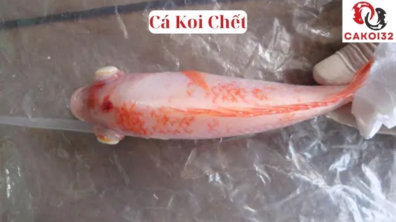 Cá Koi Bị Lồi Mắt