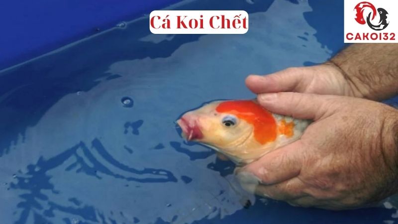 Cá Koi Bị Lồi Mắt