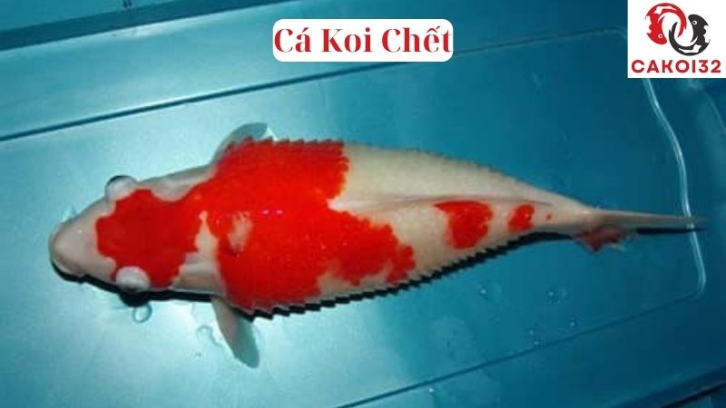 Cá Koi Bị Lồi Mắt