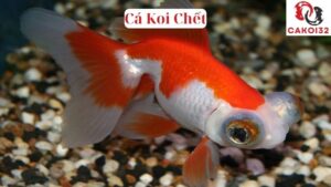 Cá Koi Bị Lồi Mắt