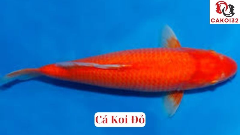 Cá Koi Đỏ