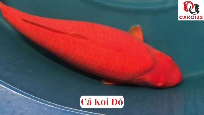 Cá Koi Đỏ