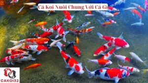 Cá Koi Nuôi Chung Với Cá Gì