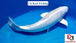 Cá Koi Trắng