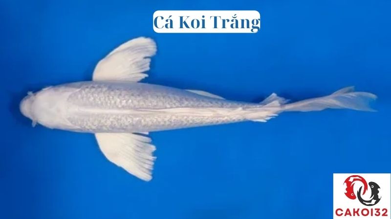 Cá Koi Trắng