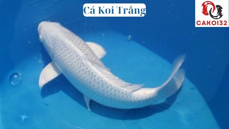 Cá Koi Trắng