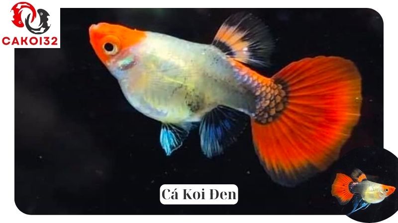 Cá Koi Đen