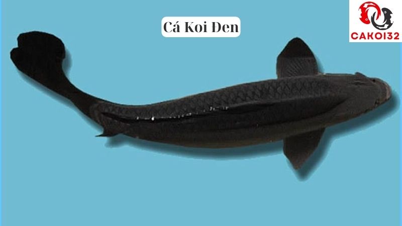 Cá Koi Đen