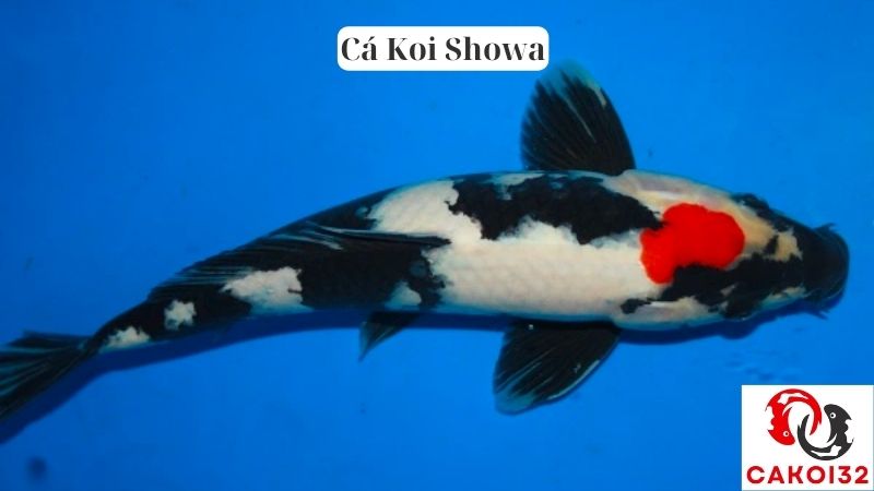 Cá Koi Showa