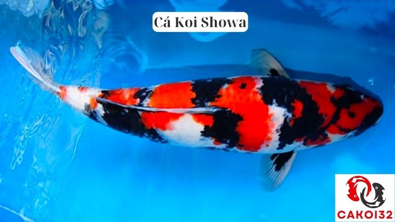 Cá Koi Showa