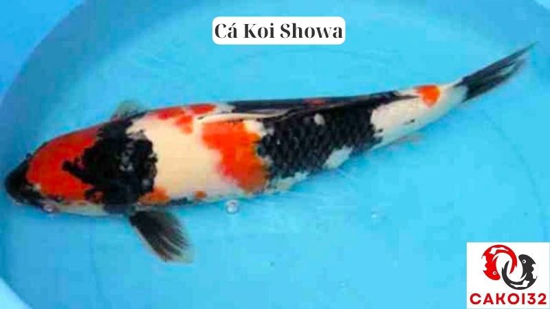 Cá Koi Showa