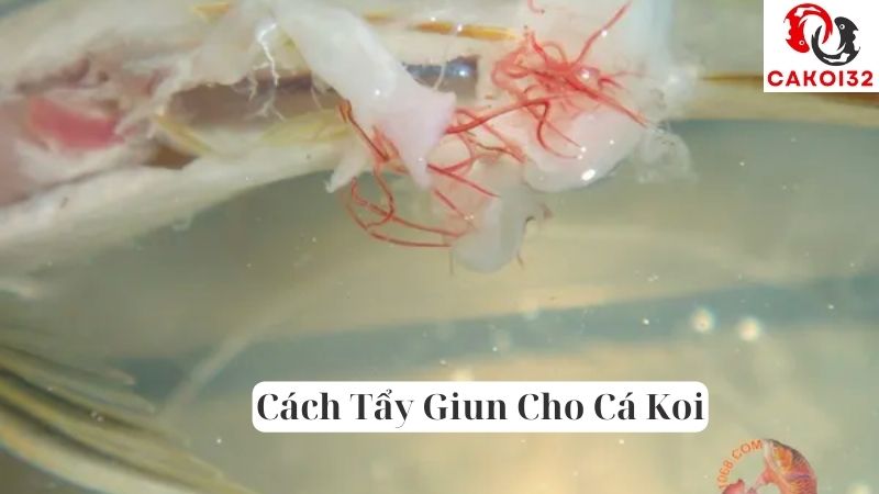 Cách Tẩy Giun Cho Cá Koi