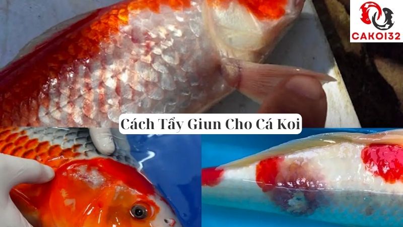 Cách Tẩy Giun Cho Cá Koi