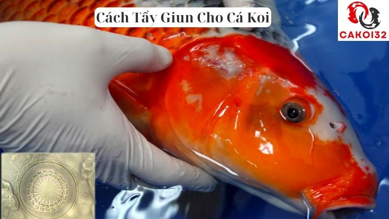 Cách Tẩy Giun Cho Cá Koi