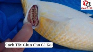 Cách Tẩy Giun Cho Cá Koi