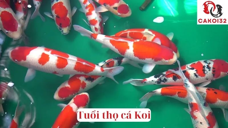 Tuổi thọ cá Koi