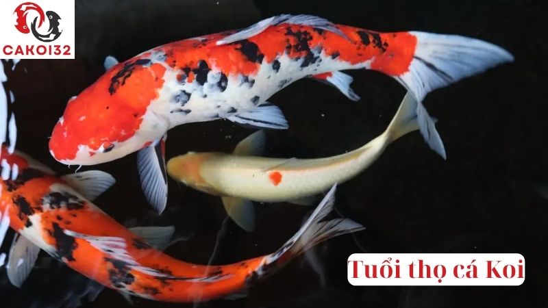 Tuổi thọ cá Koi