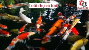 Tuổi thọ cá Koi