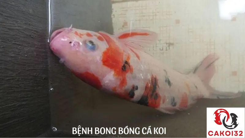 các loại bệnh cá koi