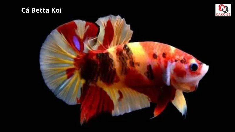 Cá betta koi