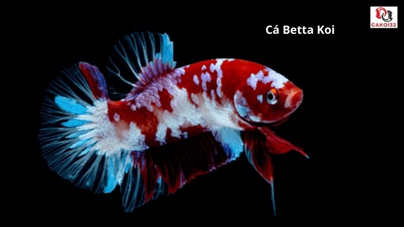 Cá betta koi