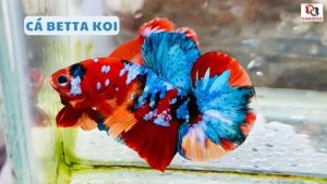 Cá betta koi