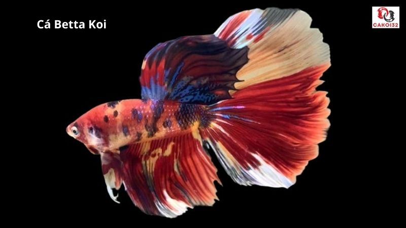 Cá betta koi