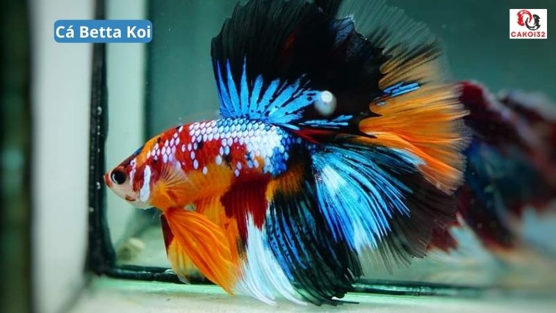 Cá betta koi