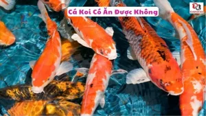 Cá koi có ăn được không