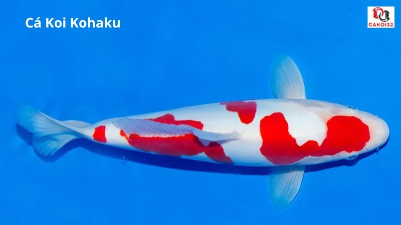 Cá koi kohaku