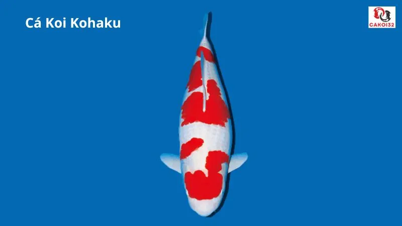 Cá koi kohaku