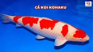 Cá koi kohaku