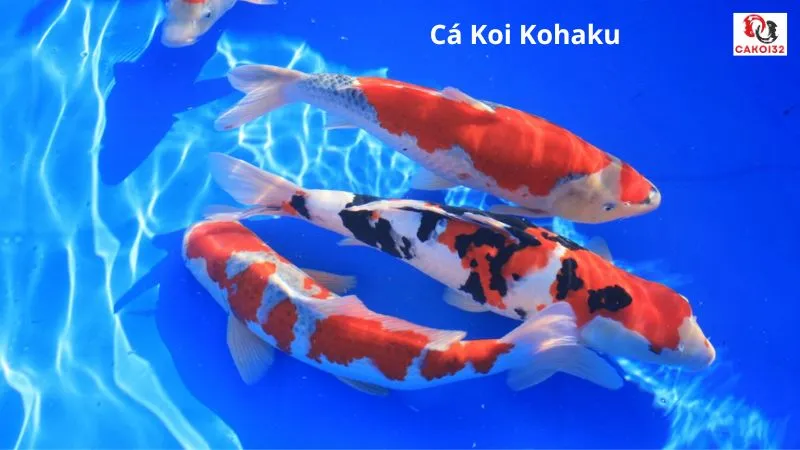 Cá koi kohaku