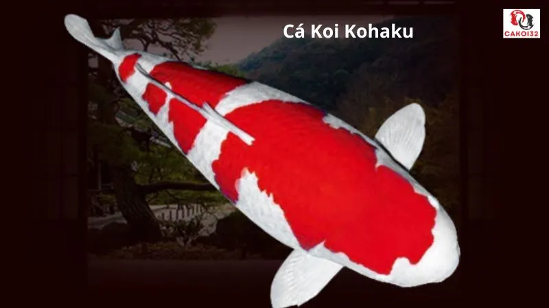 Cá koi kohaku