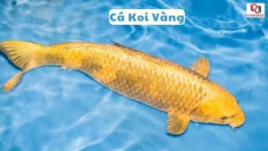 Cá koi vàng