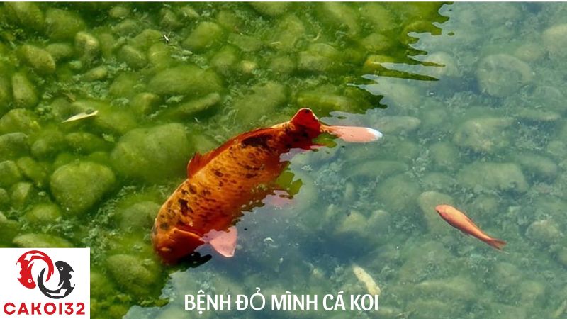 các loại bệnh cá koi